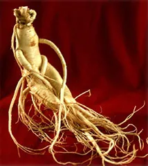 Ginseng root